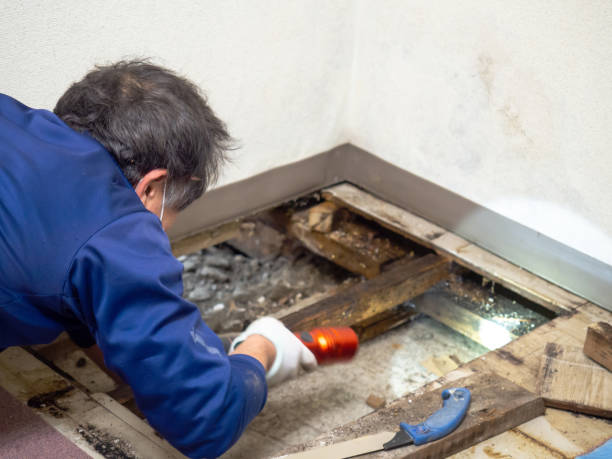 Best Mold Testing  in Senoia, GA