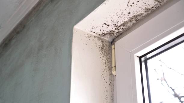 Best Residential Mold Removal  in Senoia, GA