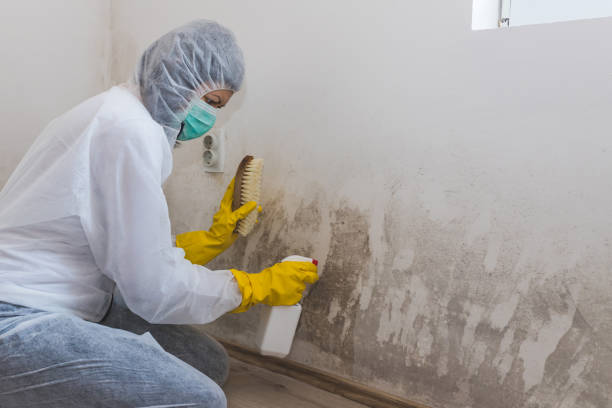 Mold Testing and Removal in Senoia, GA