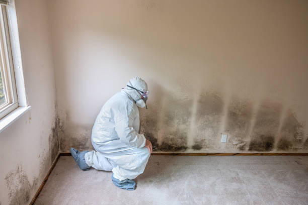 Best Home Mold Removal  in Senoia, GA