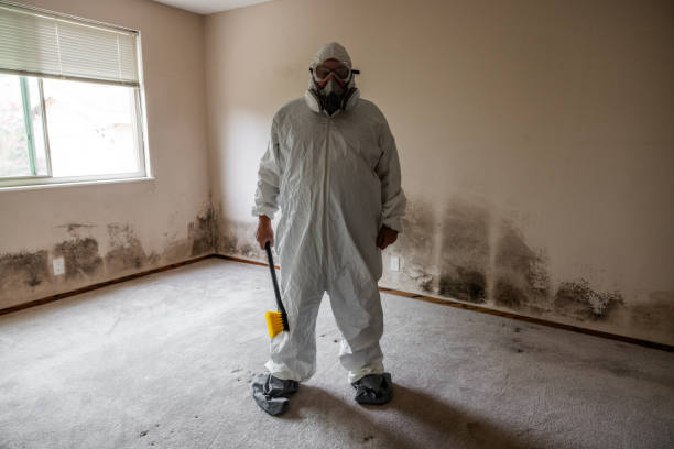 Best Toxic Mold Removal  in Senoia, GA
