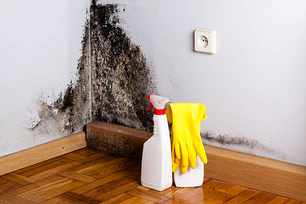 Best Professional Mold Removal  in Senoia, GA