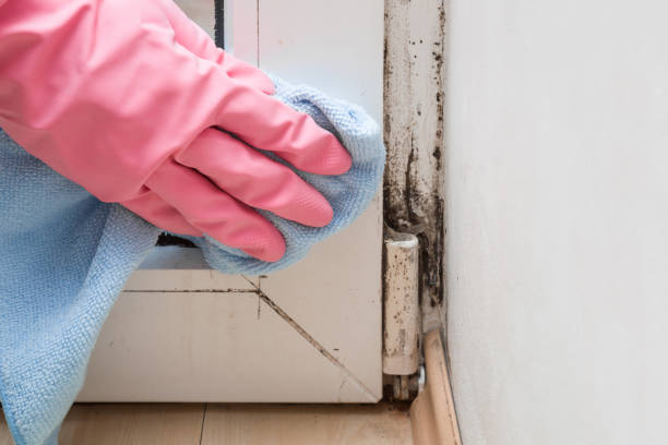Best Crawl Space Mold Removal  in Senoia, GA