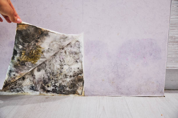  Senoia, GA Mold Removal Pros
